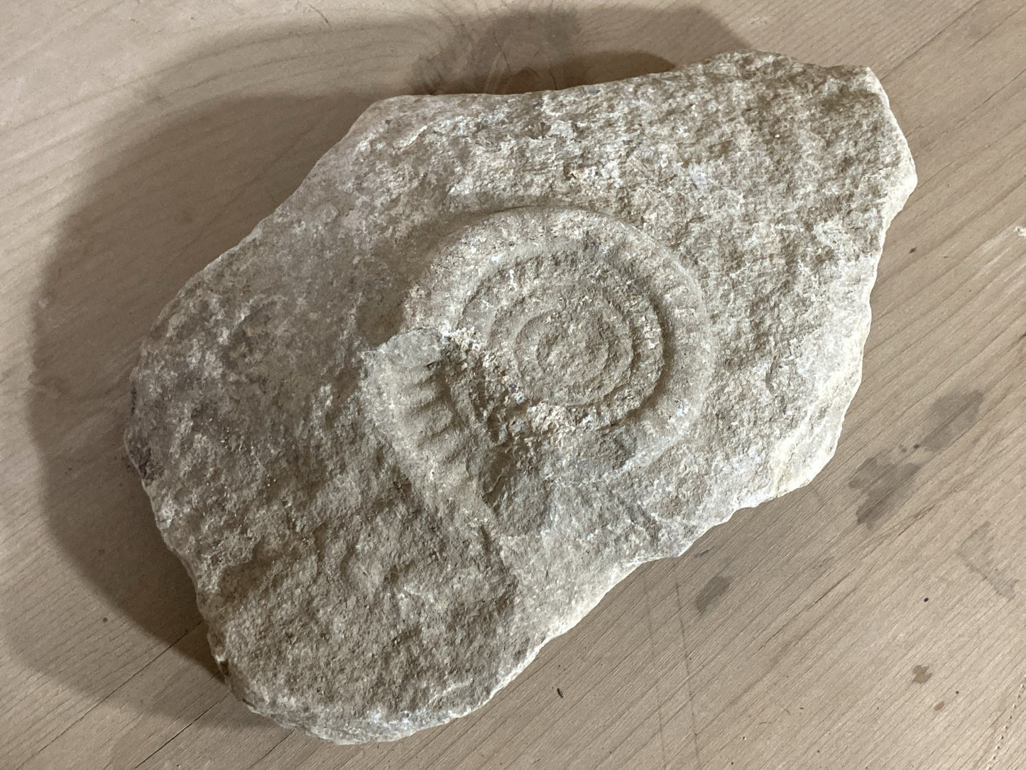 80mm or 3” Natural Somerset Limestone Stone Jurrasic Ammonite Fossil