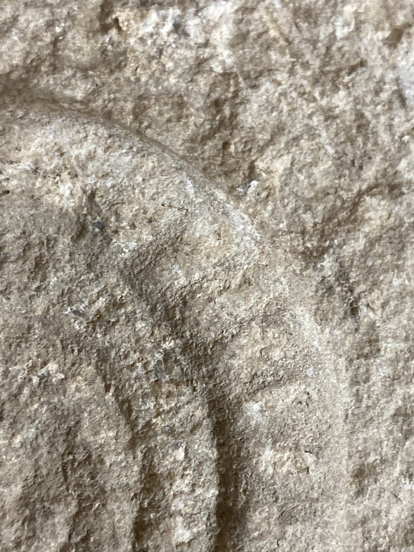 80mm or 3” Natural Somerset Limestone Stone Jurrasic Ammonite Fossil