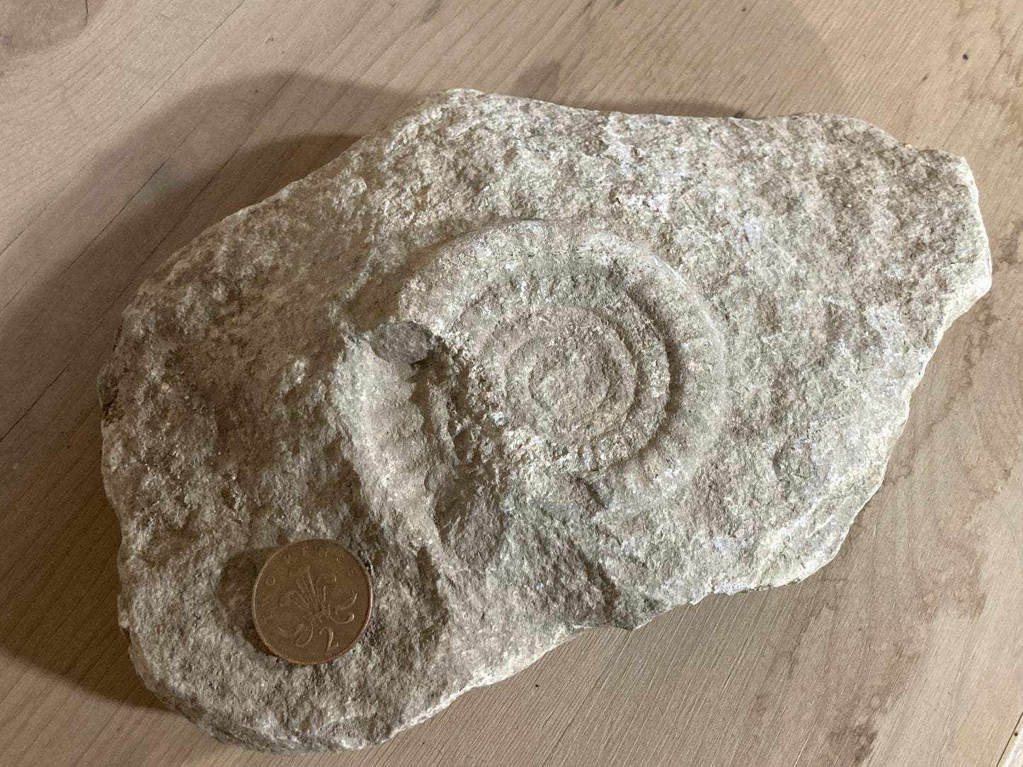 80mm or 3” Natural Somerset Limestone Stone Jurrasic Ammonite Fossil