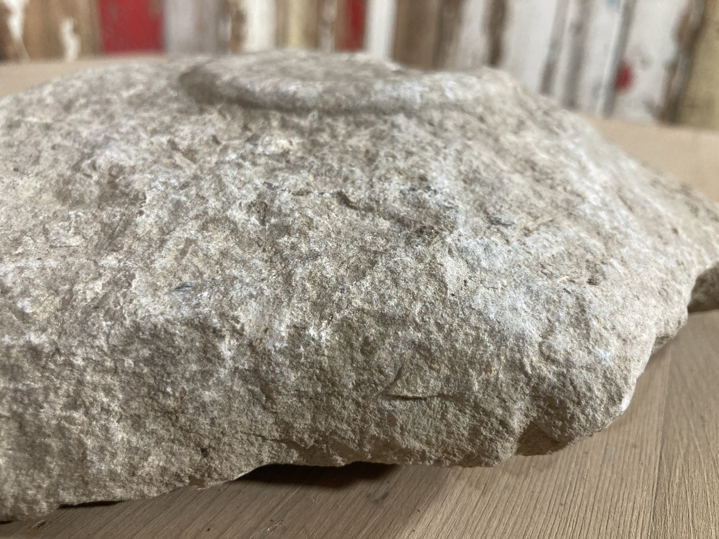 80mm or 3” Natural Somerset Limestone Stone Jurrasic Ammonite Fossil