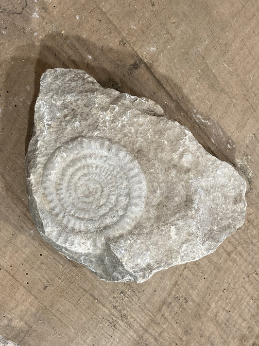 89mm or 3” 1/2 Natural Somerset Limestone Stone Jurrasic Ammonite Fossil