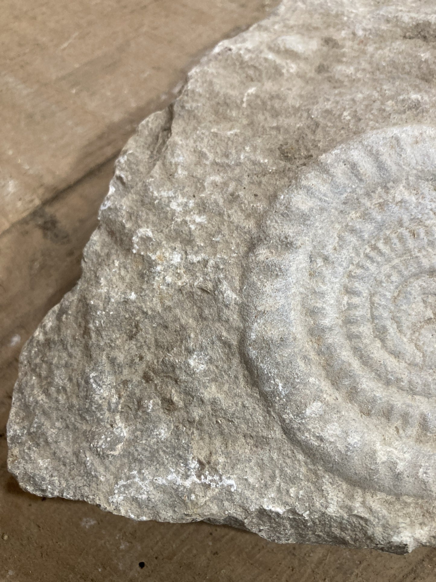 89mm or 3” 1/2 Natural Somerset Limestone Stone Jurrasic Ammonite Fossil