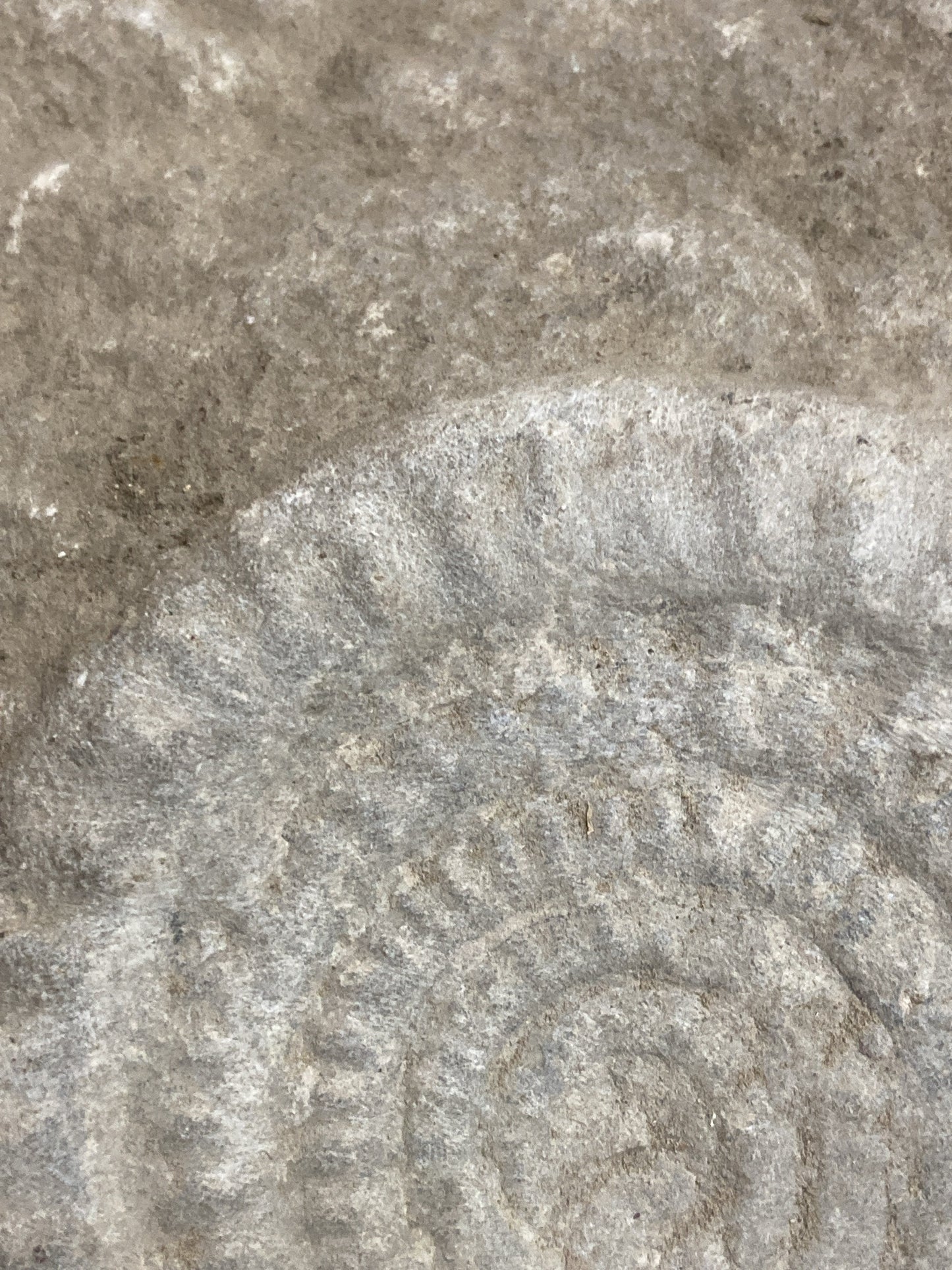 89mm or 3” 1/2 Natural Somerset Limestone Stone Jurrasic Ammonite Fossil