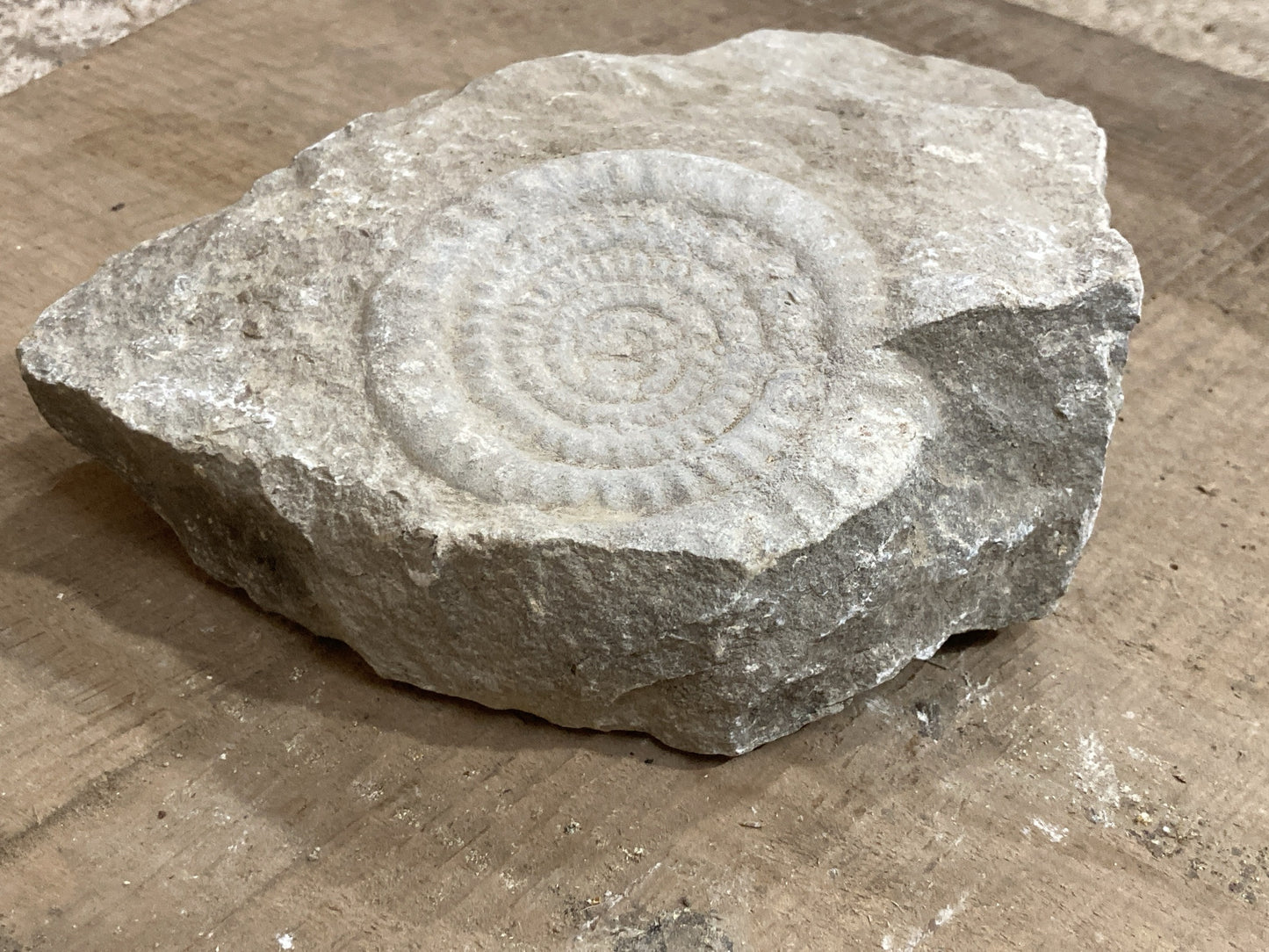 89mm or 3” 1/2 Natural Somerset Limestone Stone Jurrasic Ammonite Fossil