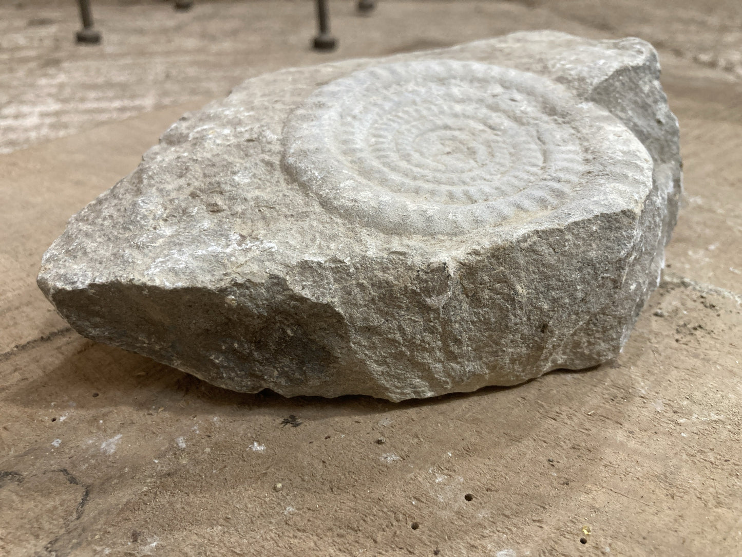 89mm or 3” 1/2 Natural Somerset Limestone Stone Jurrasic Ammonite Fossil