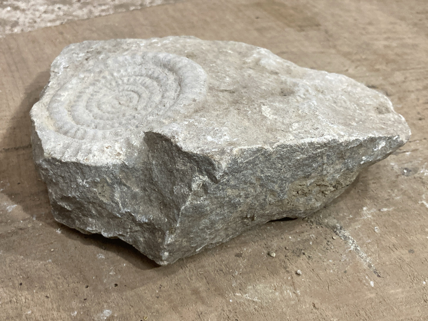 89mm or 3” 1/2 Natural Somerset Limestone Stone Jurrasic Ammonite Fossil