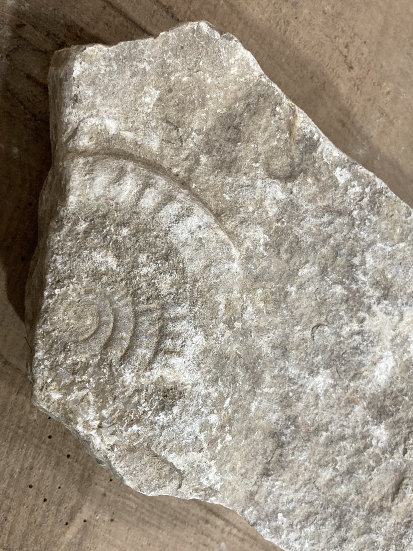 90mm Double Natural Somerset Limestone Stone Jurrasic Ammonite Fossils