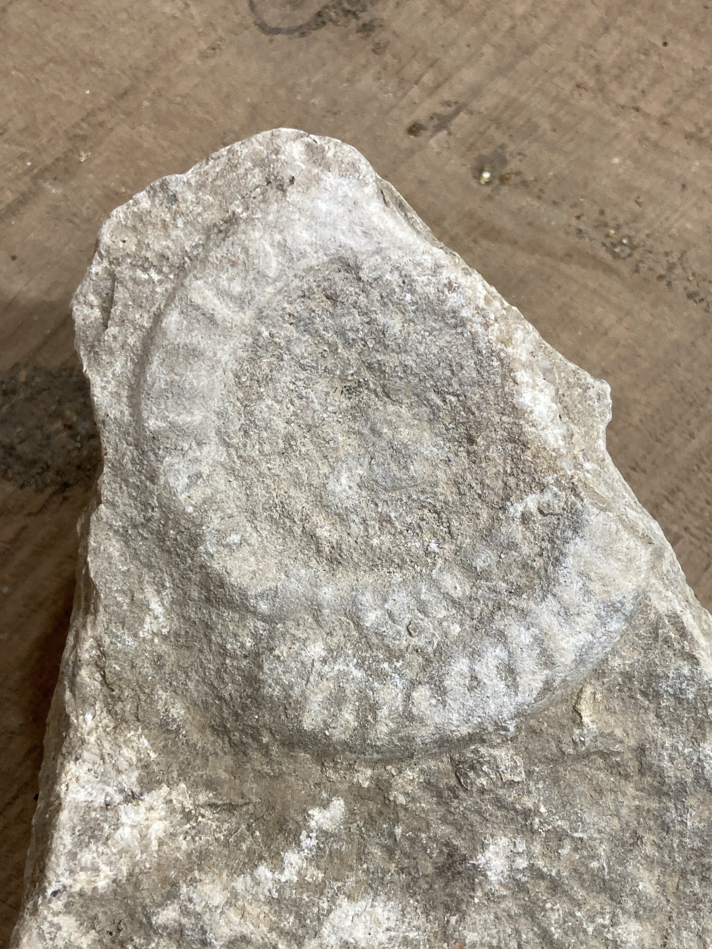 90mm Double Natural Somerset Limestone Stone Jurrasic Ammonite Fossils