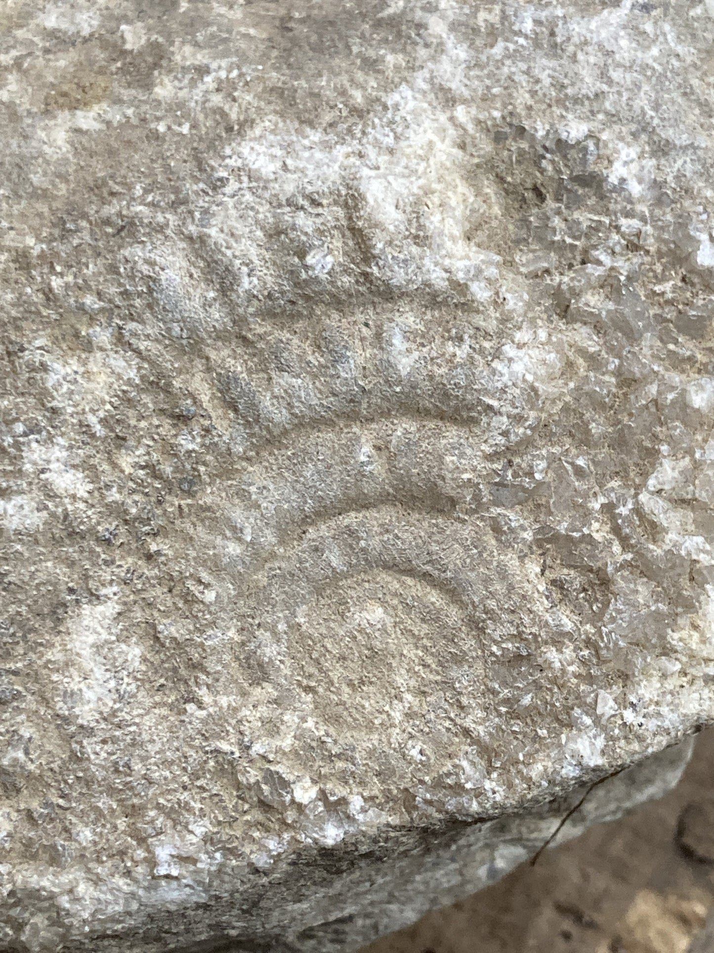 90mm Double Natural Somerset Limestone Stone Jurrasic Ammonite Fossils