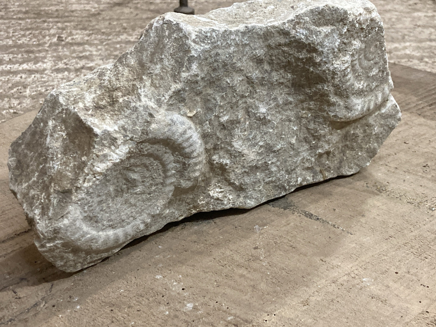 90mm Double Natural Somerset Limestone Stone Jurrasic Ammonite Fossils