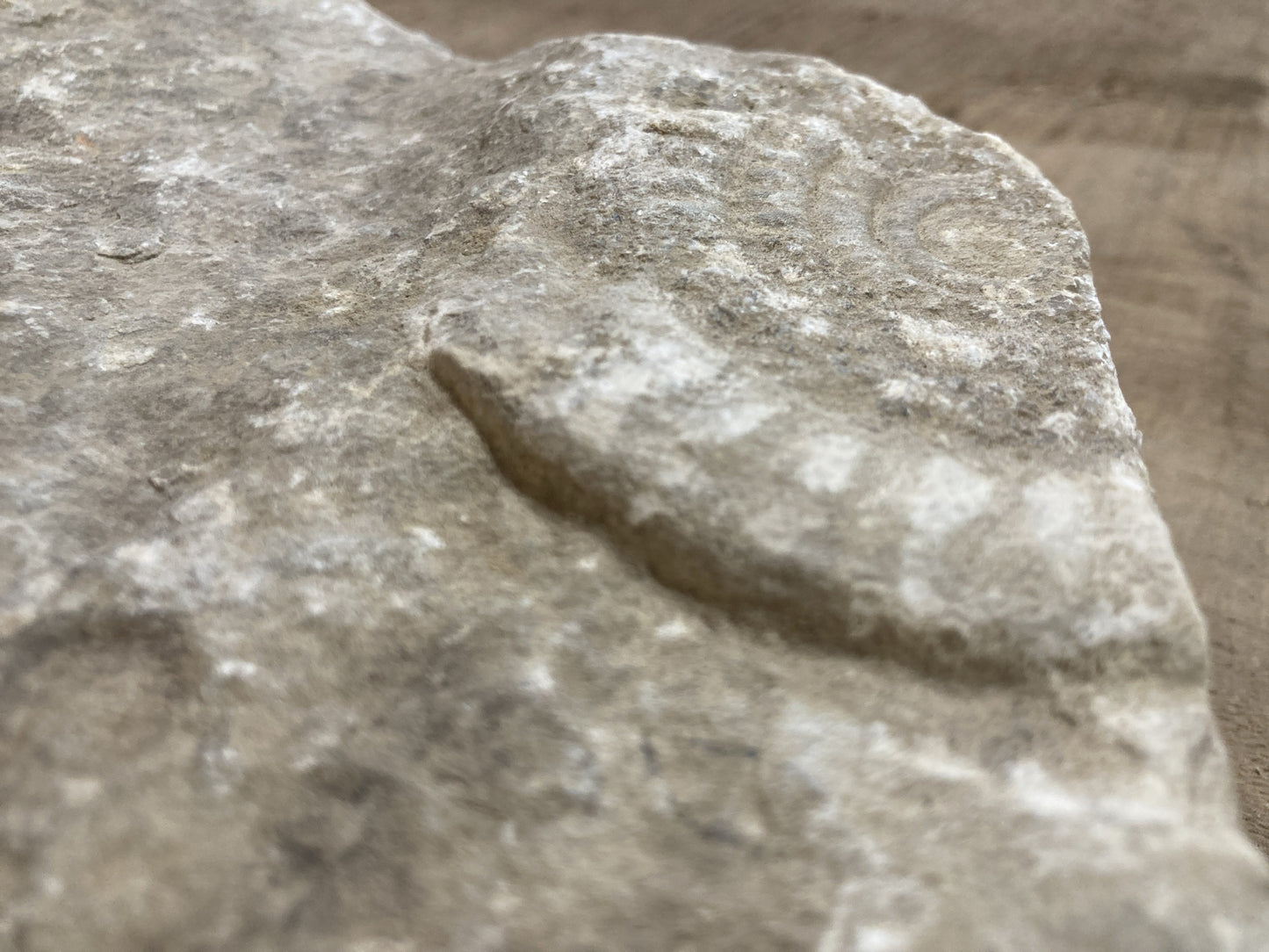 90mm Double Natural Somerset Limestone Stone Jurrasic Ammonite Fossils