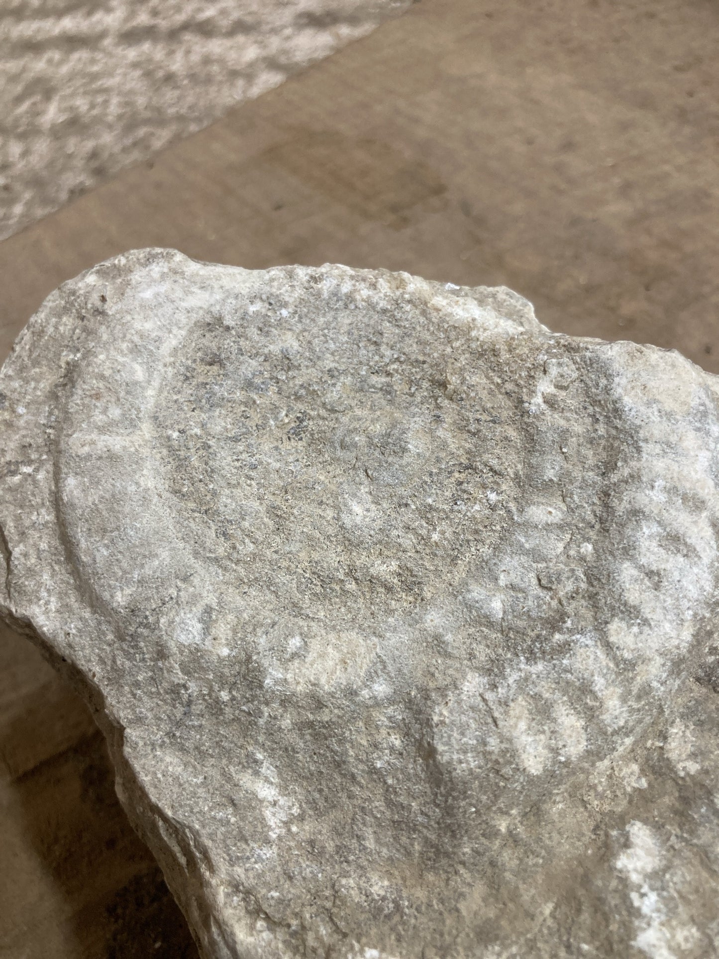 90mm Double Natural Somerset Limestone Stone Jurrasic Ammonite Fossils