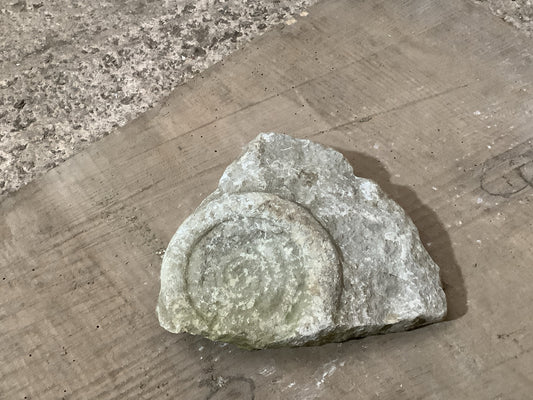 Natural Somerset Limestone Stone Fossil