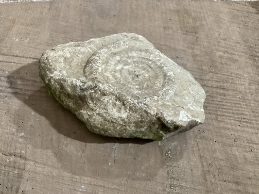 4” Natural Somerset Limestone Jurassic Ammonite Fossil