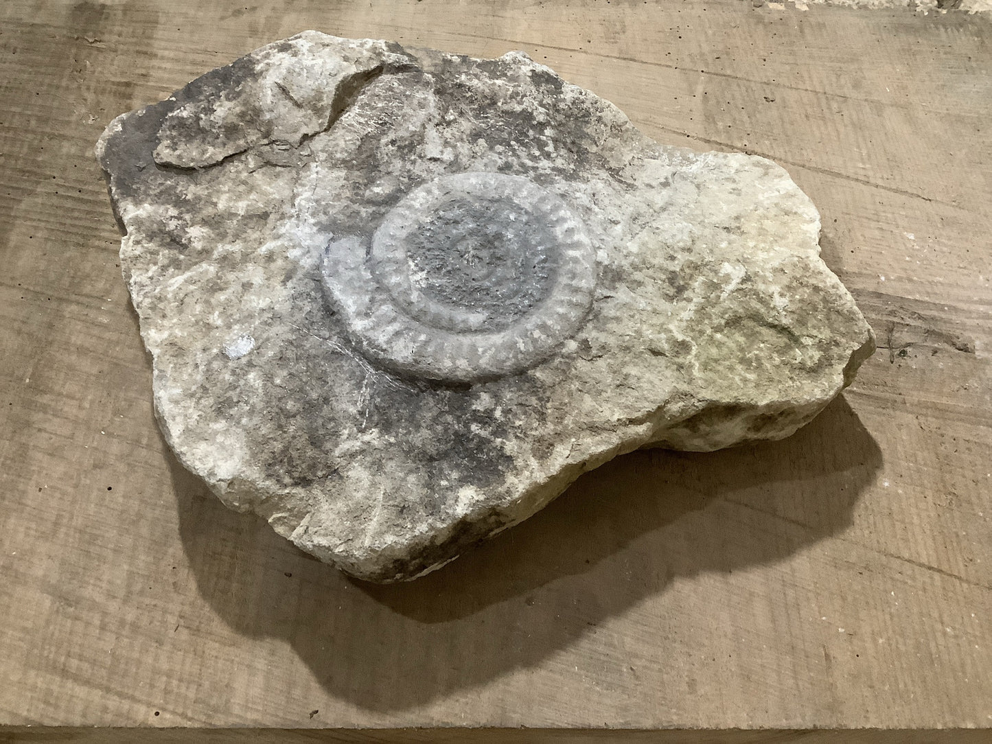 4 “ Natural Somerset Limestone Stone Jurassic Ammonite Fossil