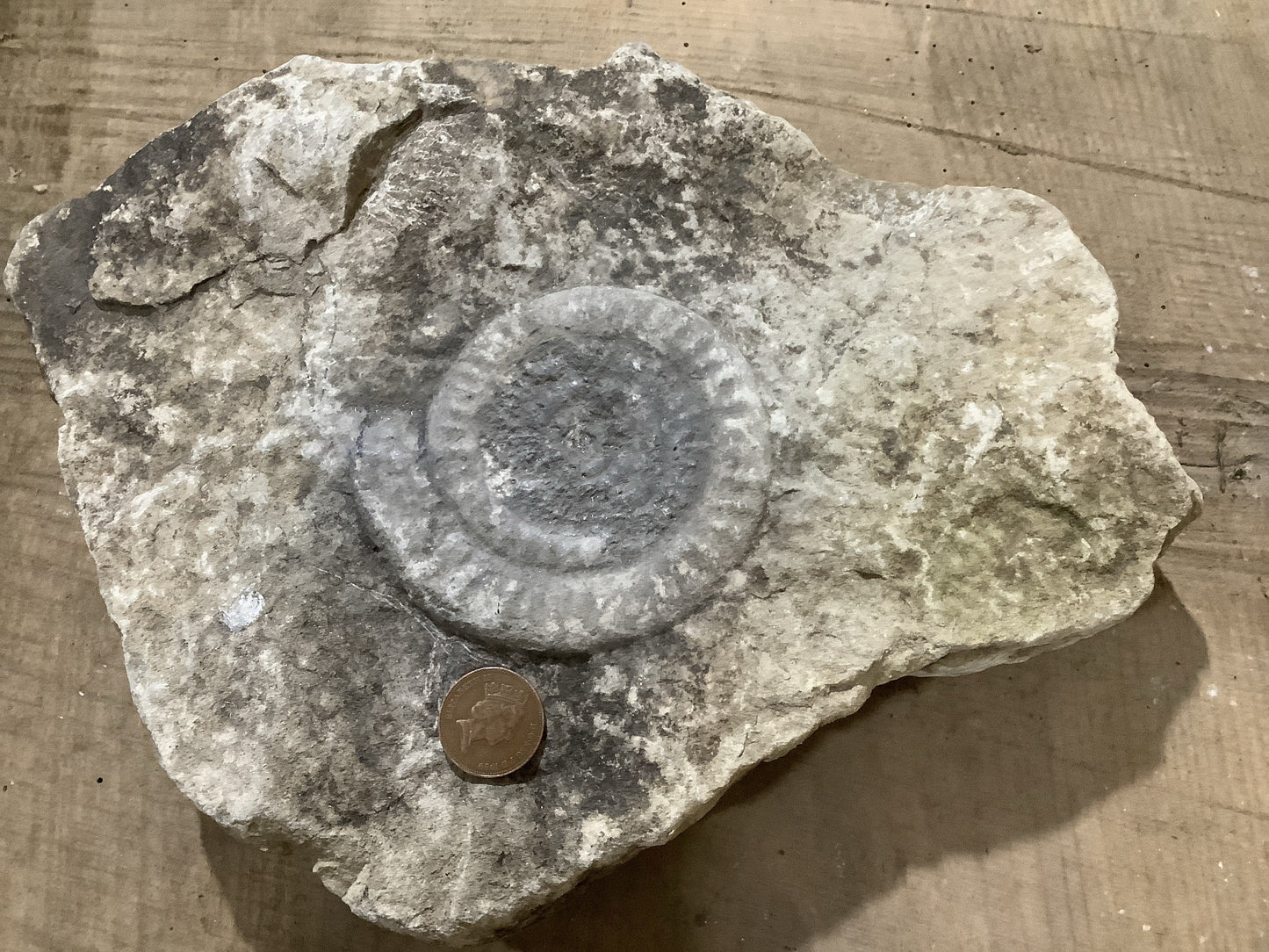 4 “ Natural Somerset Limestone Stone Jurassic Ammonite Fossil