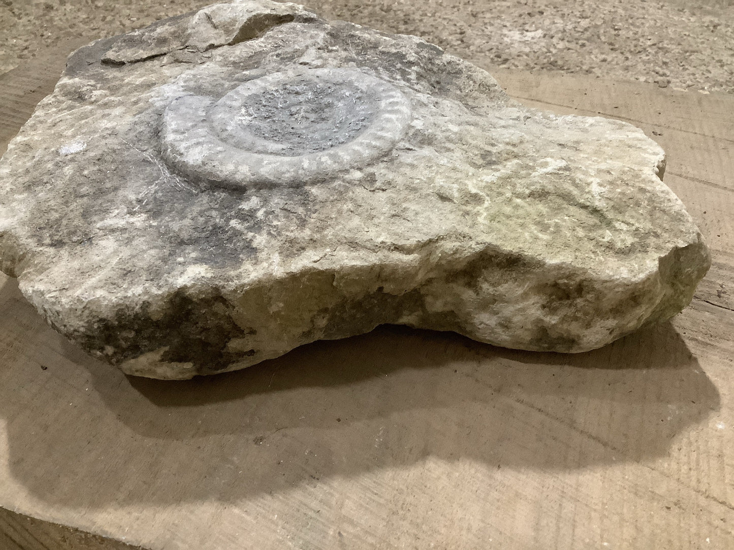 2p not included to show the size of fossil