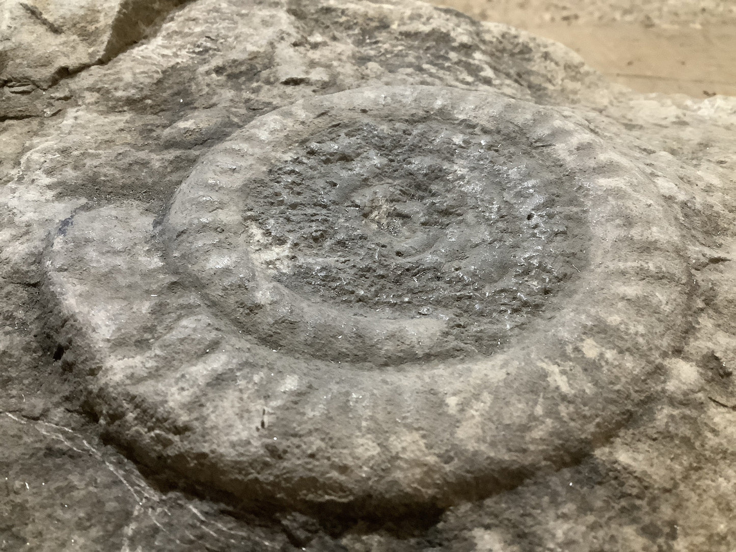 4 “ Natural Somerset Limestone Stone Jurassic Ammonite Fossil