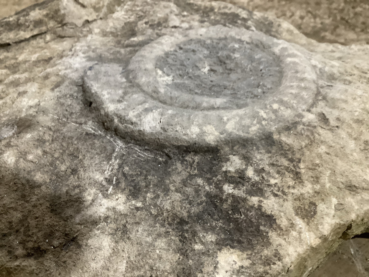 4 “ Natural Somerset Limestone Stone Jurassic Ammonite Fossil