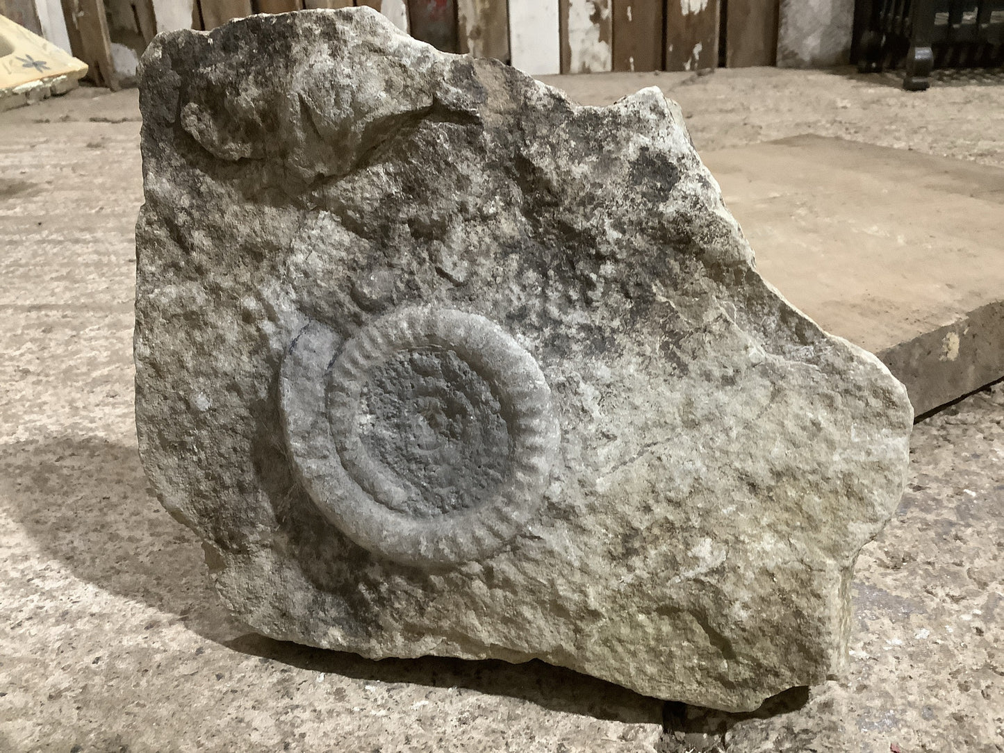 4 “ Natural Somerset Limestone Stone Jurassic Ammonite Fossil