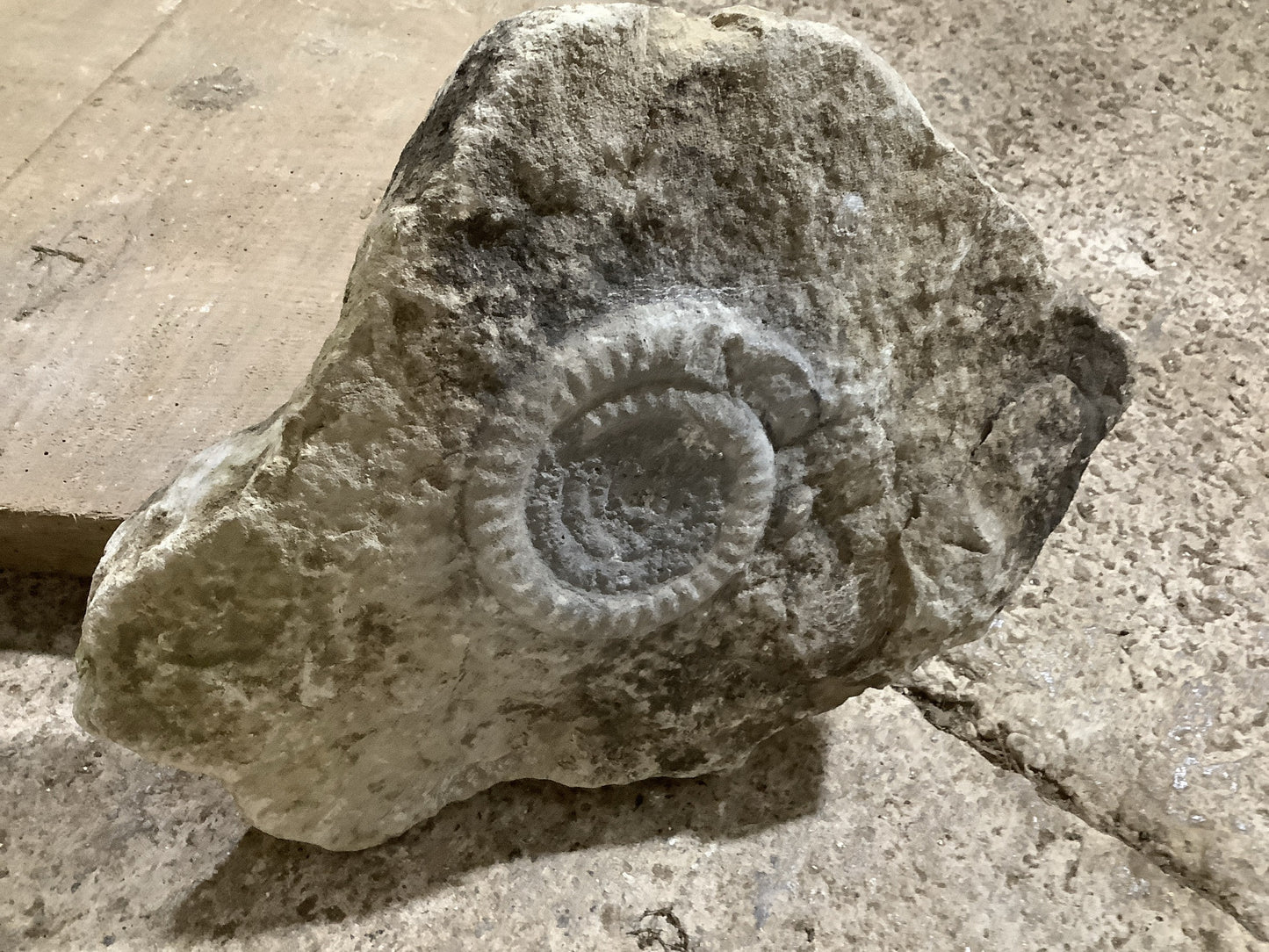 4 “ Natural Somerset Limestone Stone Jurassic Ammonite Fossil