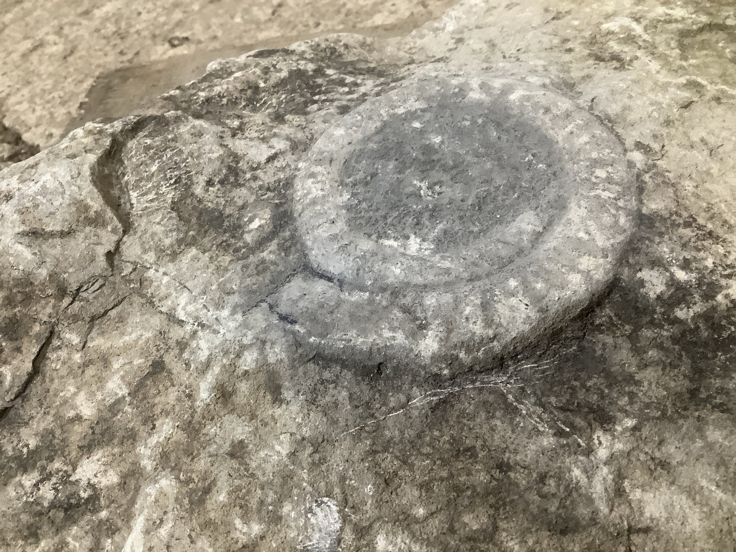 4 “ Natural Somerset Limestone Stone Jurassic Ammonite Fossil