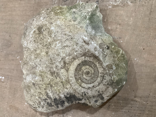 70mm Fantastic Natural Jurassic Limestone Stone Ammonite Fossil