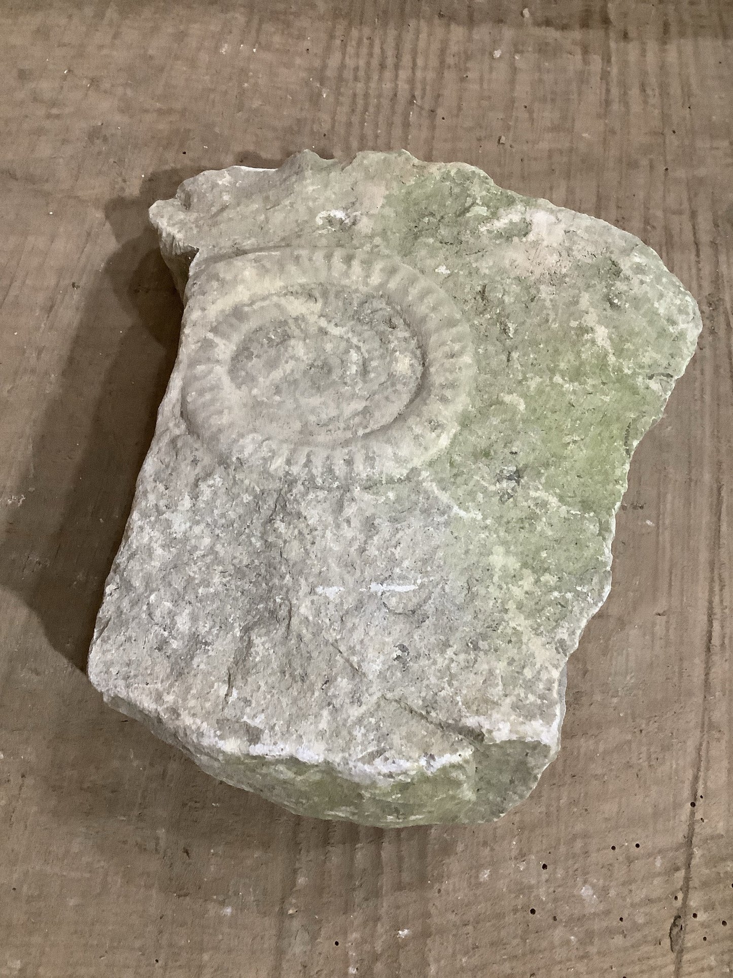 90mm Beautiful Natural Lias Limestone Mendip Stone Jurassic Ammonite Fossil