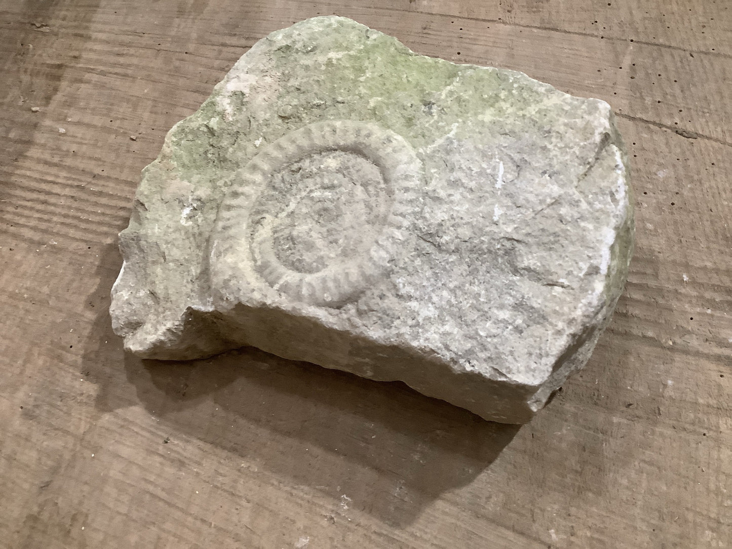 90mm Beautiful Natural Lias Limestone Mendip Stone Jurassic Ammonite Fossil