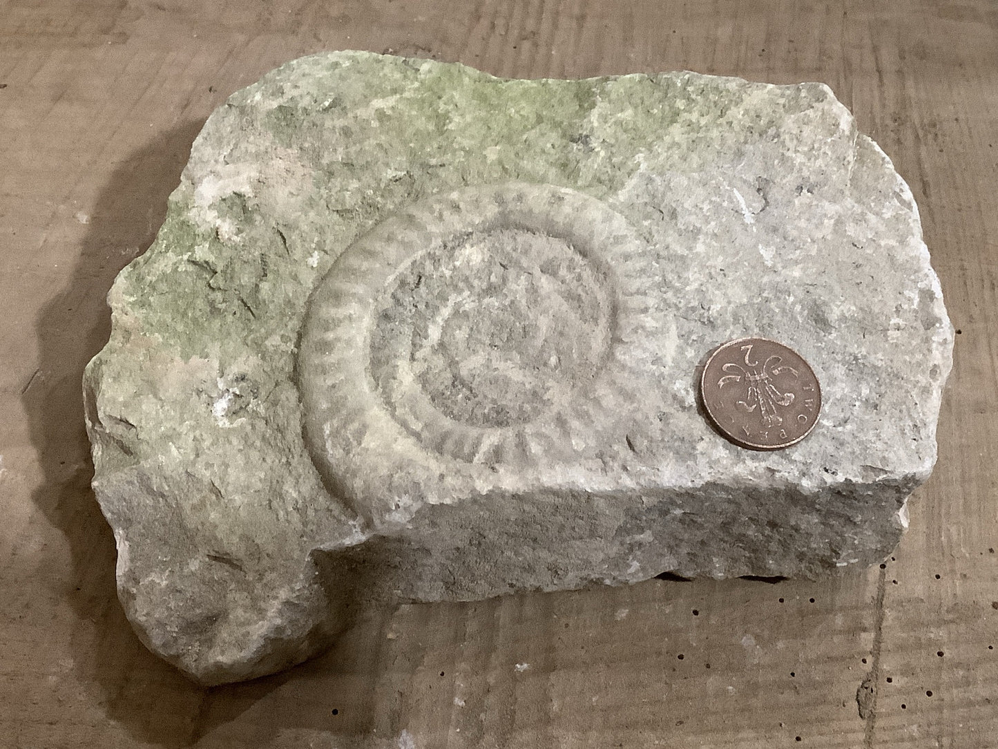 90mm Beautiful Natural Lias Limestone Mendip Stone Jurassic Ammonite Fossil