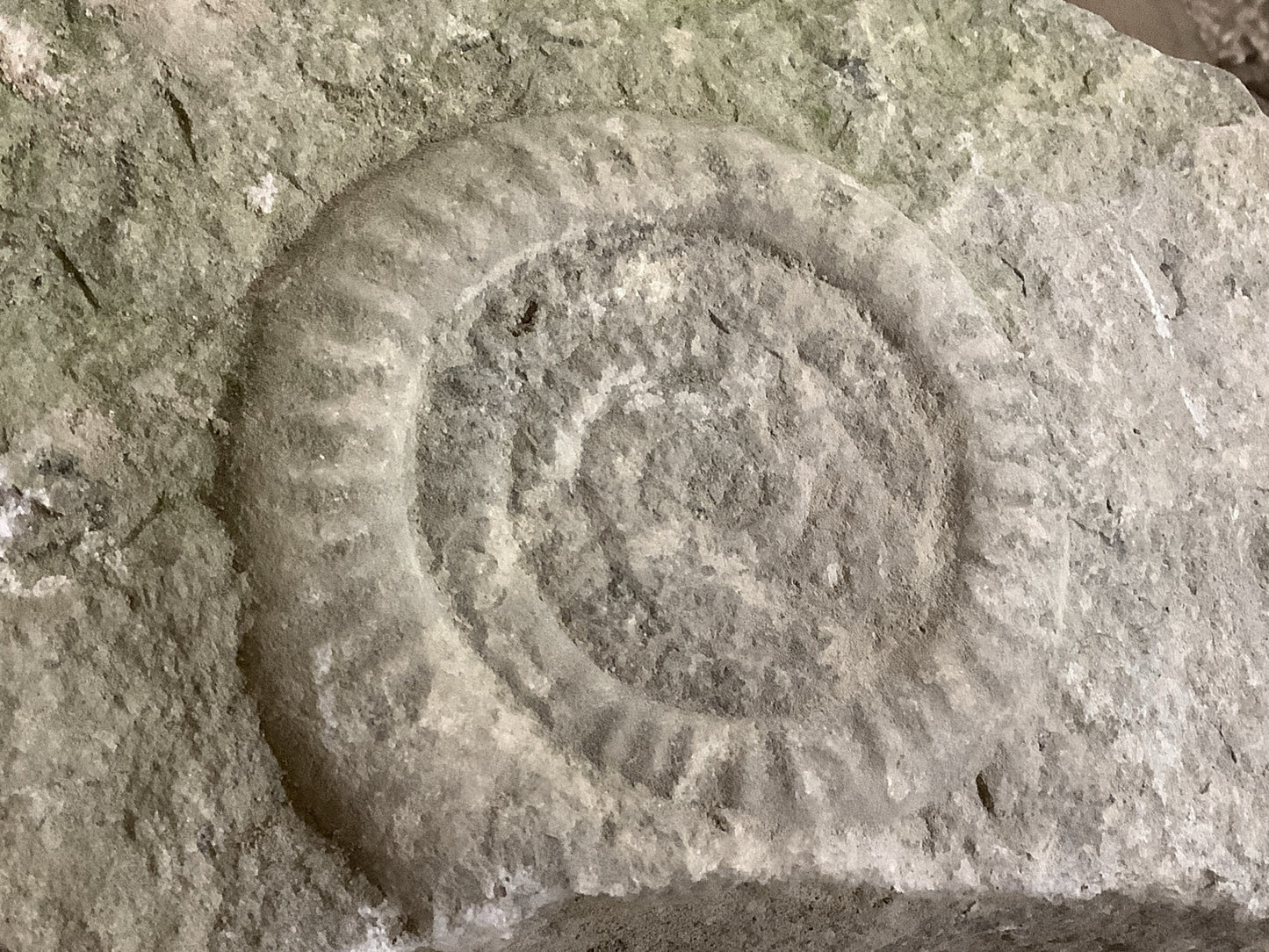 90mm Beautiful Natural Lias Limestone Mendip Stone Jurassic Ammonite Fossil