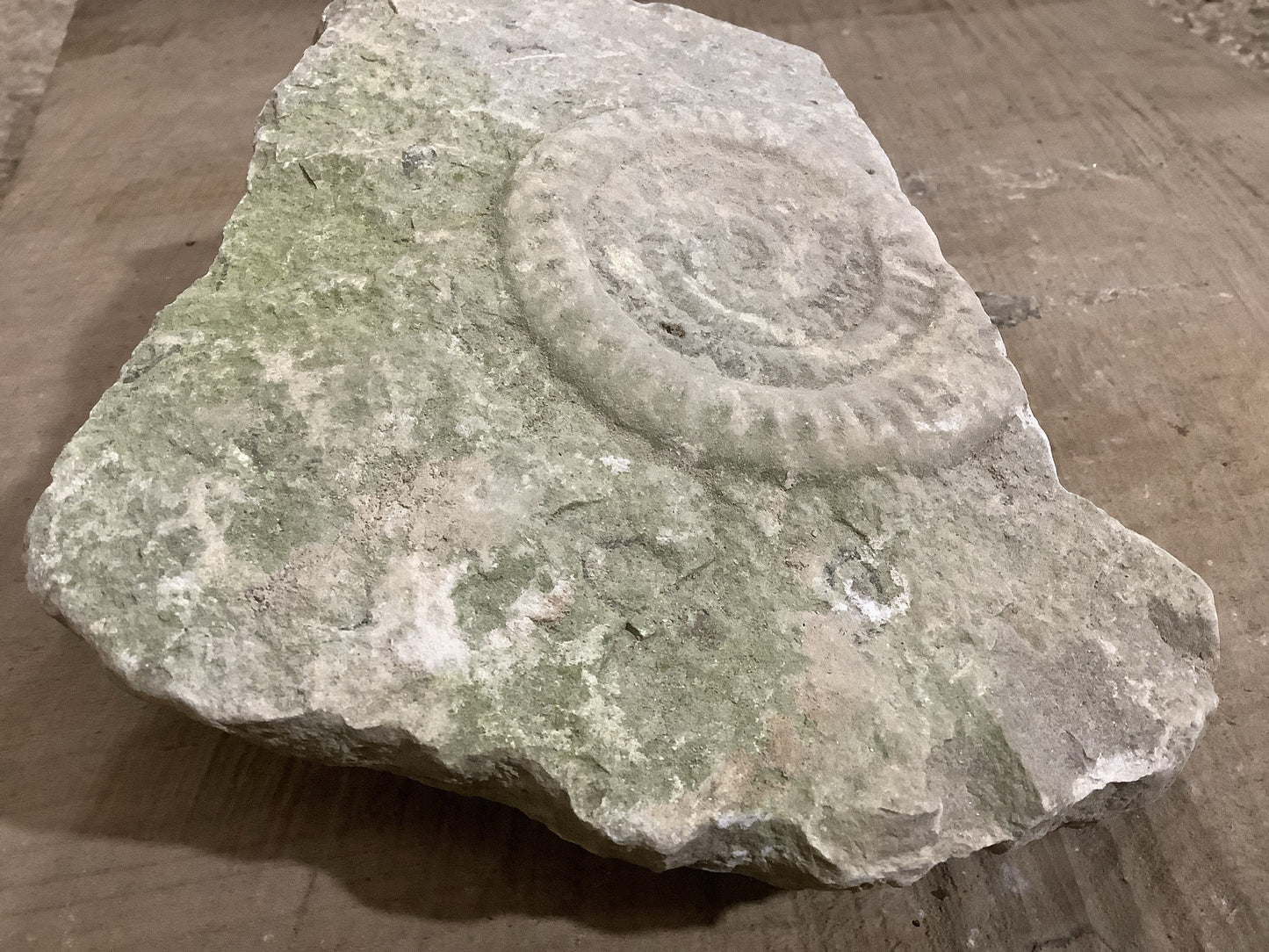 90mm Beautiful Natural Lias Limestone Mendip Stone Jurassic Ammonite Fossil