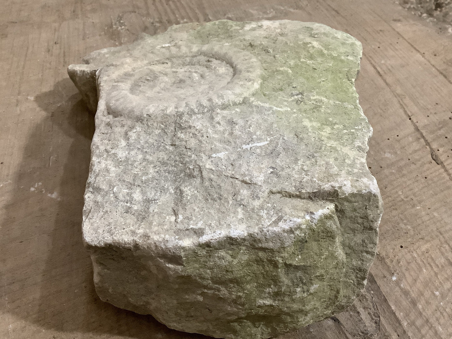 90mm Beautiful Natural Lias Limestone Mendip Stone Jurassic Ammonite Fossil