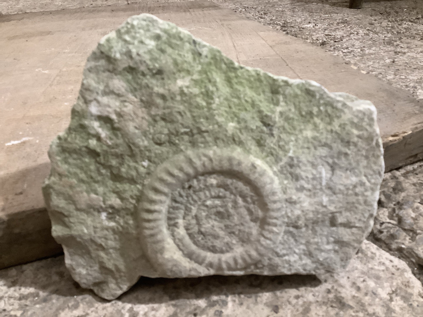 90mm Beautiful Natural Lias Limestone Mendip Stone Jurassic Ammonite Fossil