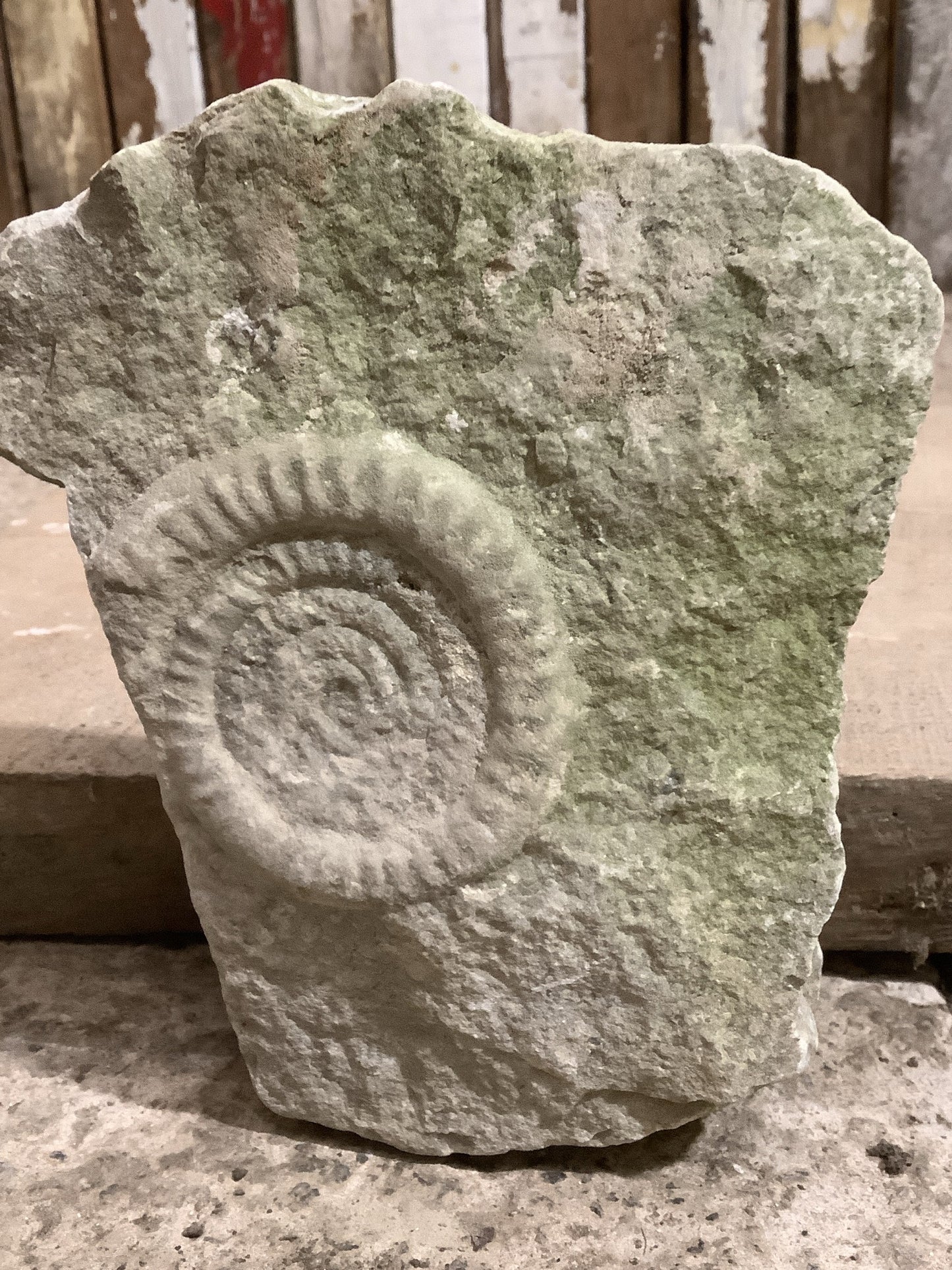 90mm Beautiful Natural Lias Limestone Mendip Stone Jurassic Ammonite Fossil