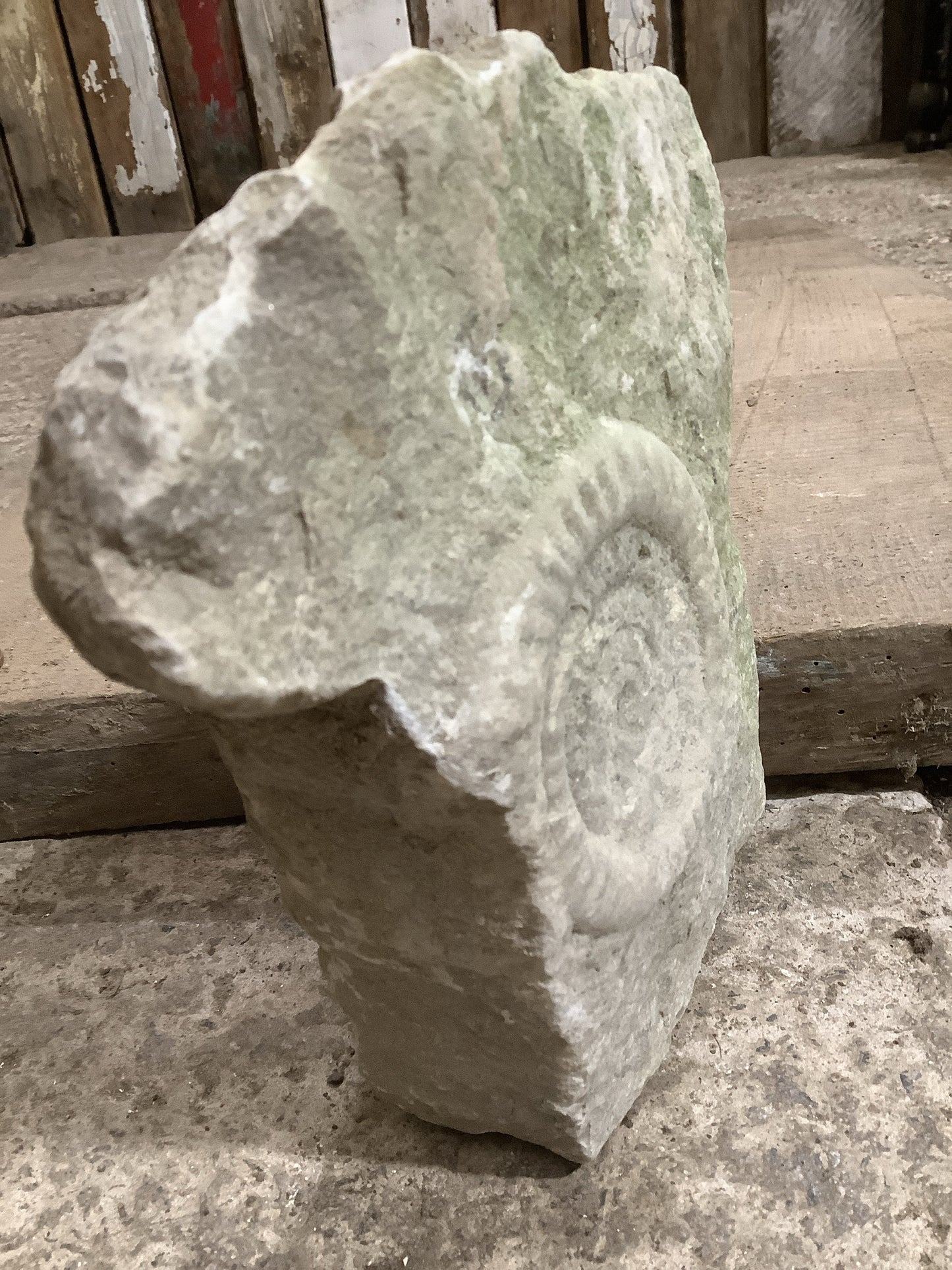 90mm Beautiful Natural Lias Limestone Mendip Stone Jurassic Ammonite Fossil