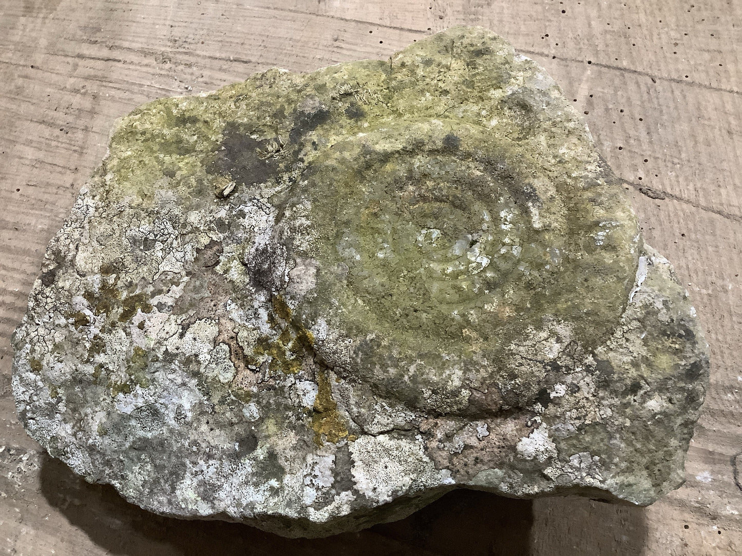 Beautiful Natural Weathered Lias Jurassic Limestone Stone Ammonite Fossil