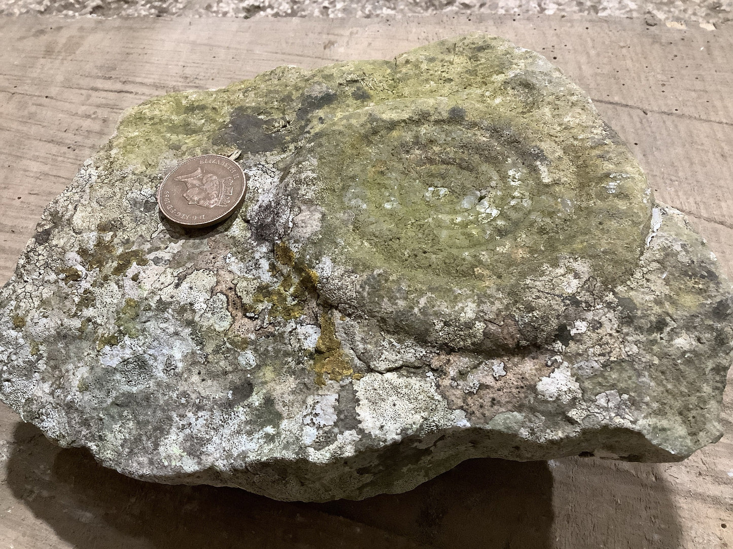 Beautiful Natural Weathered Lias Jurassic Limestone Stone Ammonite Fossil