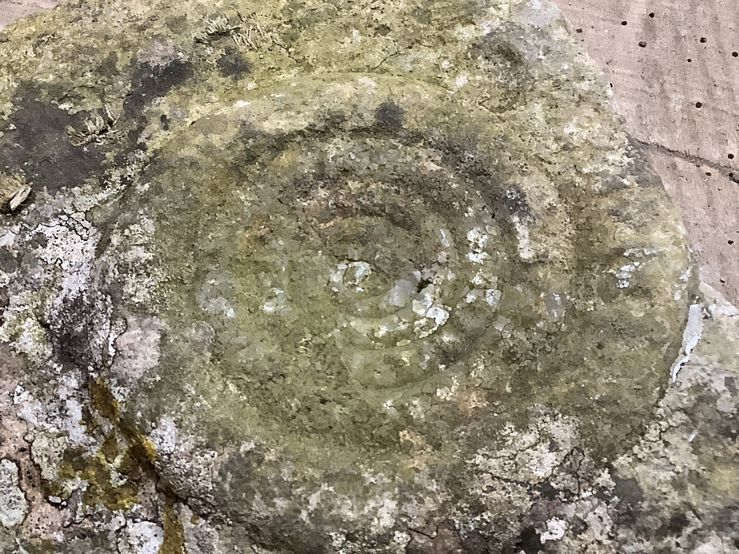 Beautiful Natural Weathered Lias Jurassic Limestone Stone Ammonite Fossil