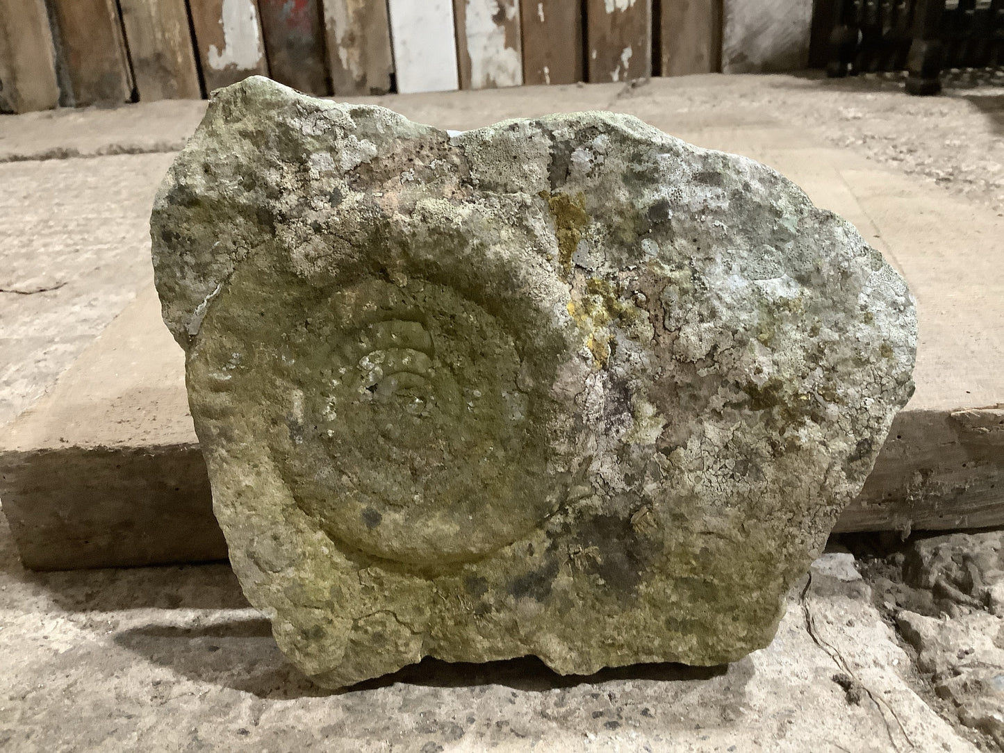 Beautiful Natural Weathered Lias Jurassic Limestone Stone Ammonite Fossil