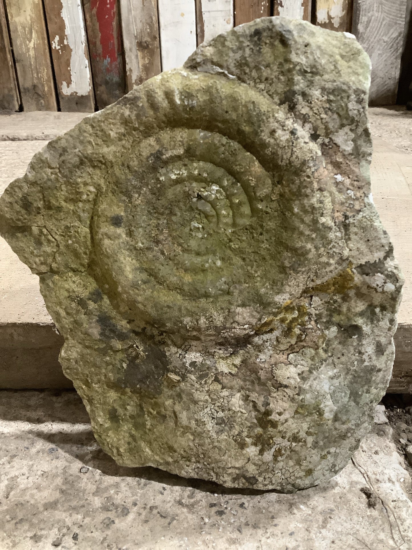 Beautiful Natural Weathered Lias Jurassic Limestone Stone Ammonite Fossil