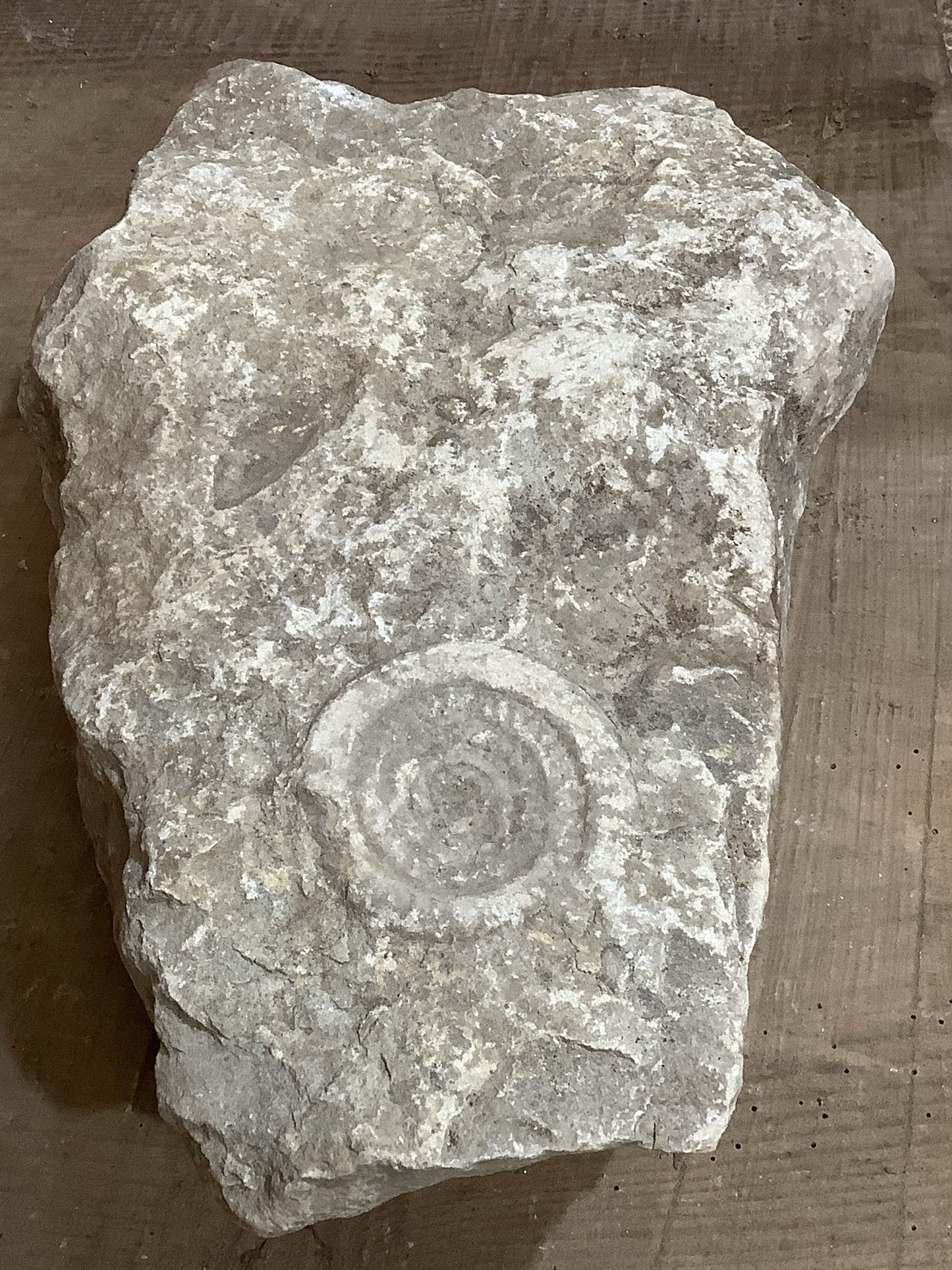 80mm Large Natural Somerset Limestone Stone Jurassic Ammonite Fossil