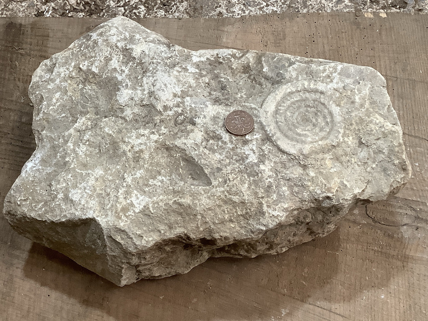 80mm Large Natural Somerset Limestone Stone Jurassic Ammonite Fossil