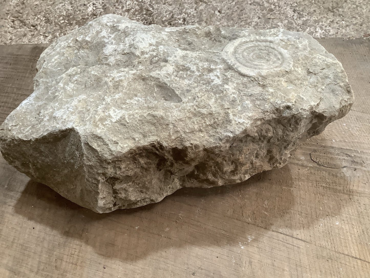 80mm Large Natural Somerset Limestone Stone Jurassic Ammonite Fossil