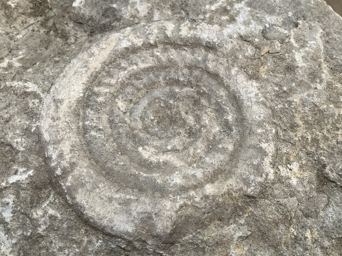 80mm Large Natural Somerset Limestone Stone Jurassic Ammonite Fossil