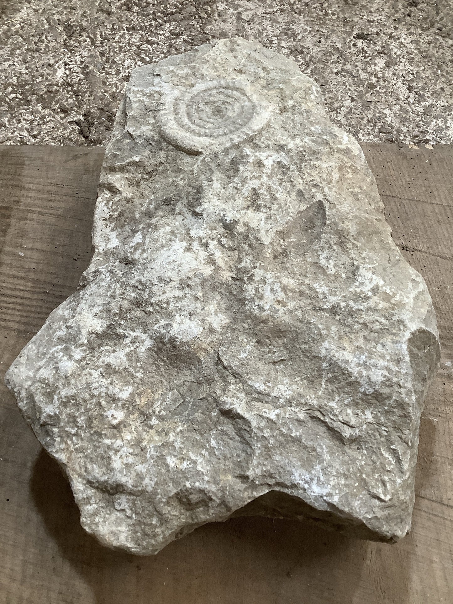 80mm Large Natural Somerset Limestone Stone Jurassic Ammonite Fossil