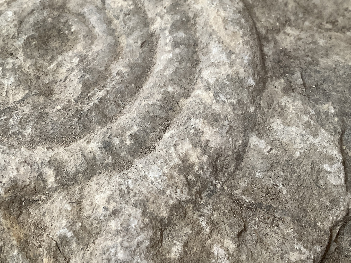 80mm Large Natural Somerset Limestone Stone Jurassic Ammonite Fossil