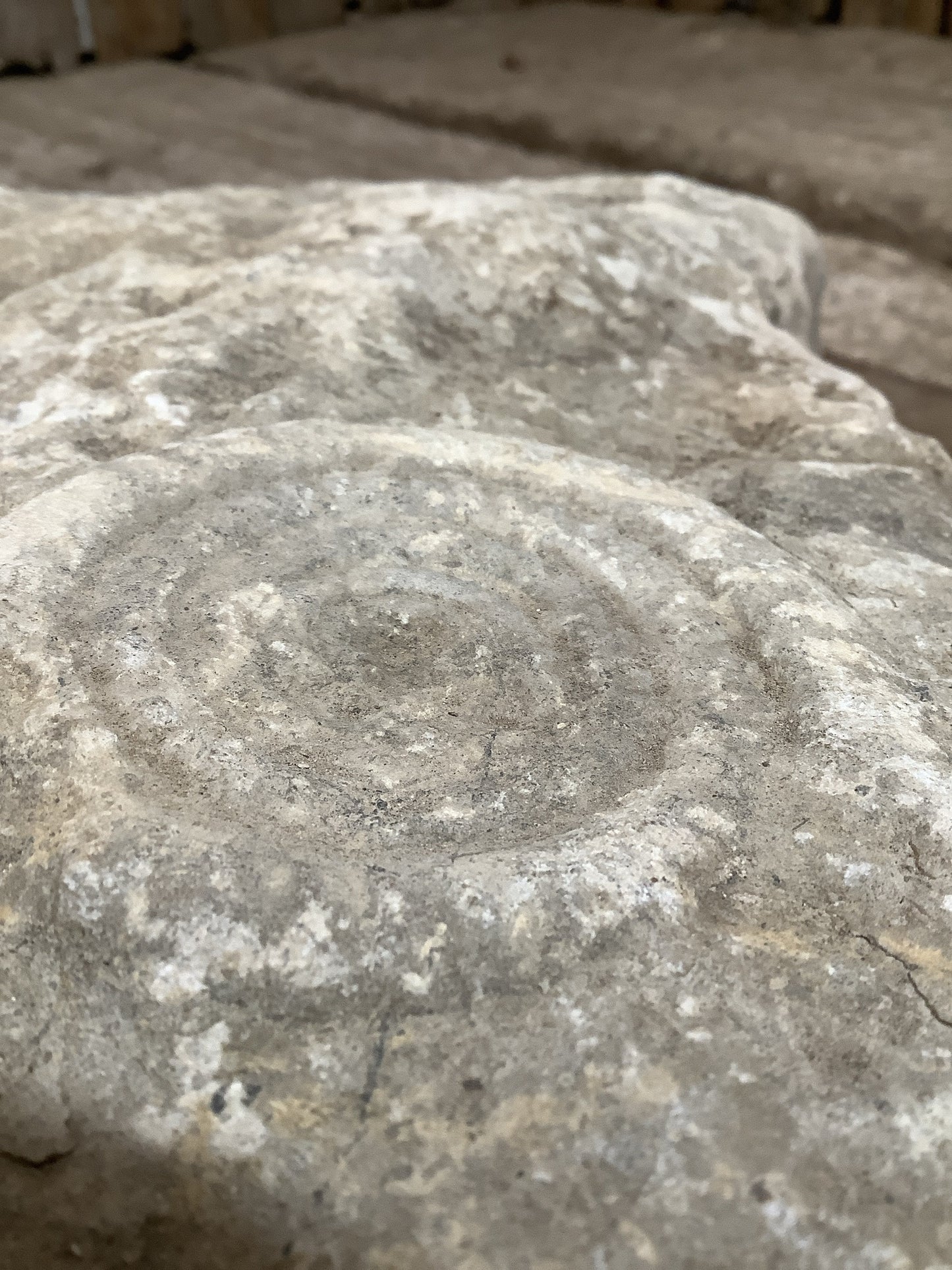 80mm Large Natural Somerset Limestone Stone Jurassic Ammonite Fossil