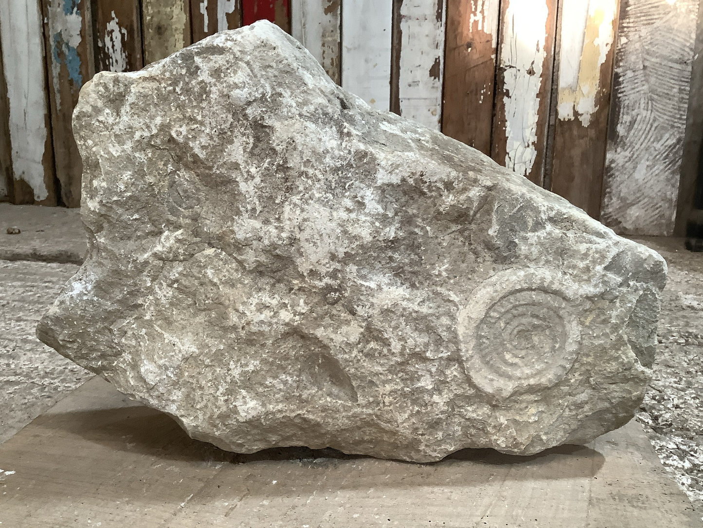 80mm Large Natural Somerset Limestone Stone Jurassic Ammonite Fossil