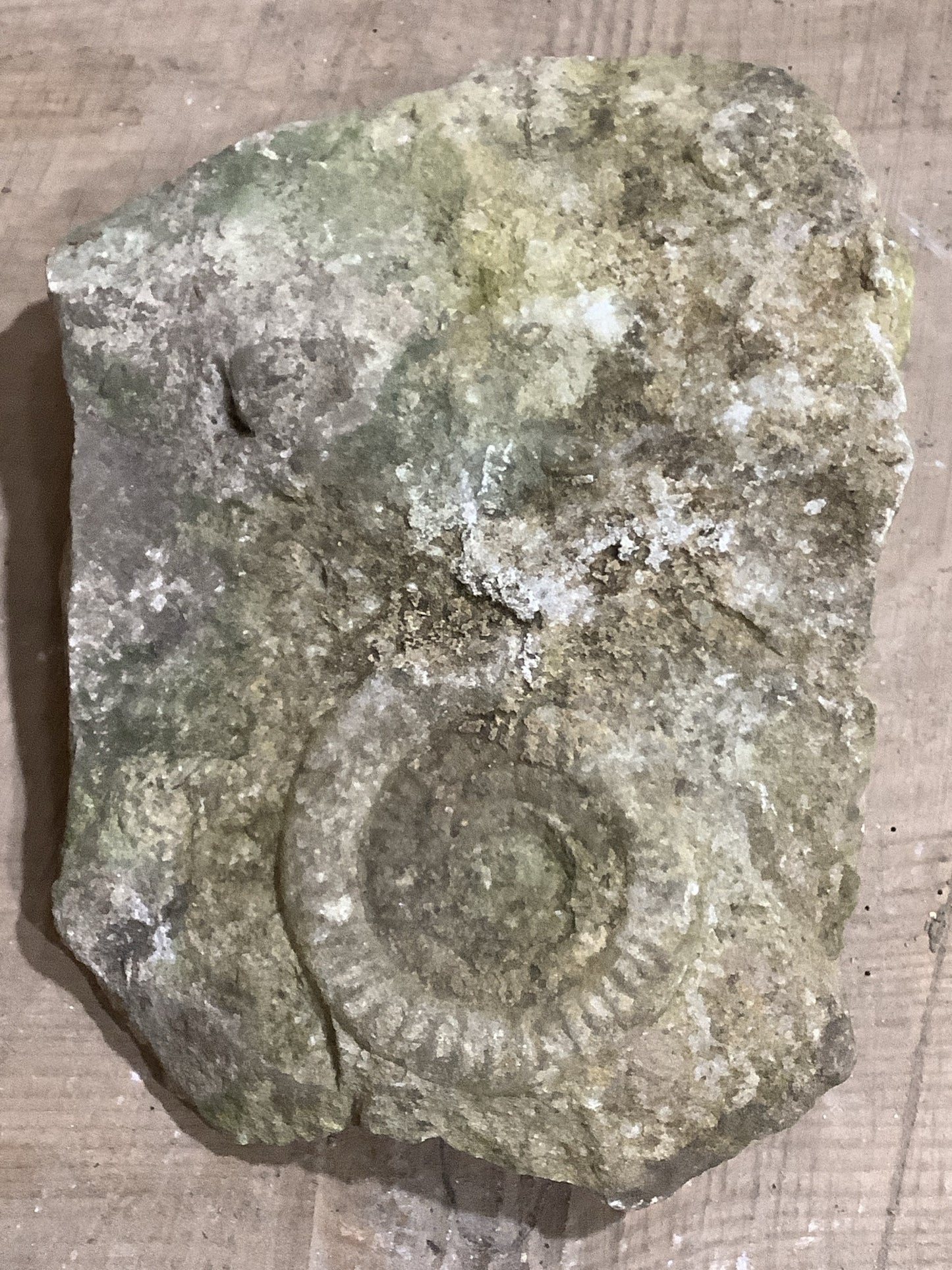 100mm Attractive Naturally Weathered Jurassic Limestone Stone Ammonite Fossil